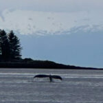 Whale, lightwave adventures greenline 40