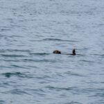 large thumb step image (75)